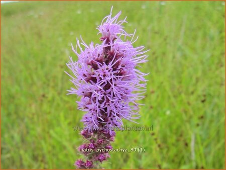 Liatris pycnostachya