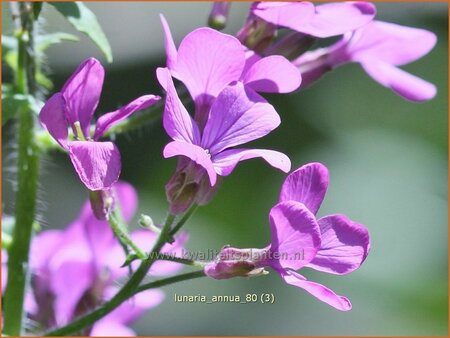 Lunaria annua