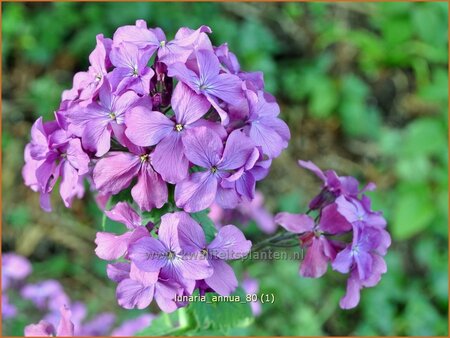 Lunaria annua