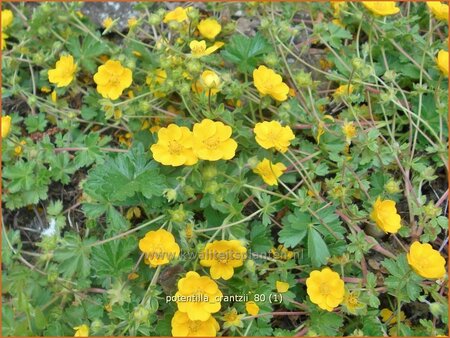 Potentilla crantzii