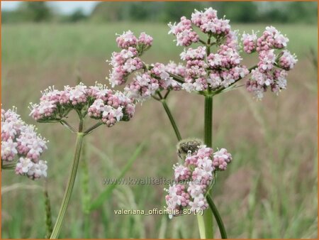 Valeriana officinalis