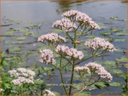 Valeriana officinalis