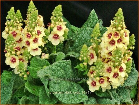Verbascum 'Dark Eyes'