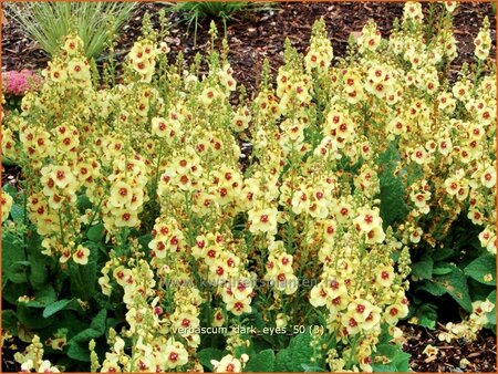 Verbascum 'Dark Eyes'