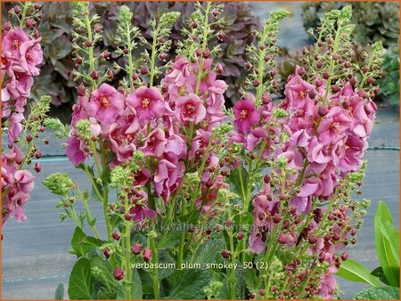 Verbascum 'Plum Smokey'