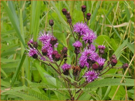Vernonia noveboracensis