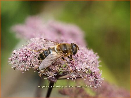 Angelica sylvestris 'Vicar's Mead'