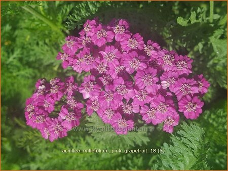 Achillea millefolium &#39;Pink Grapefruit&#39;