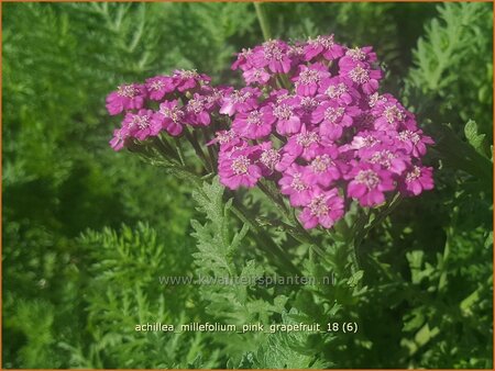 Achillea millefolium &#39;Pink Grapefruit&#39;