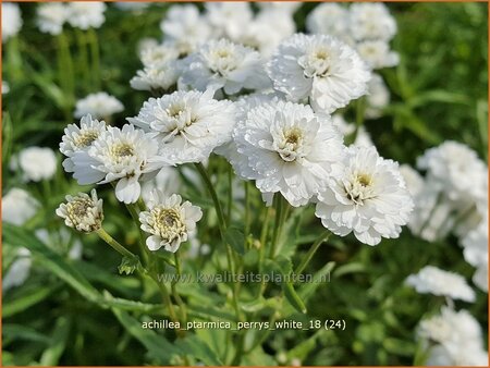 Achillea ptarmica &#39;Perry&#39;s White&#39;