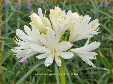 Agapanthus 'Double Diamond'