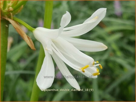 Agapanthus &#39;Double Diamond&#39;