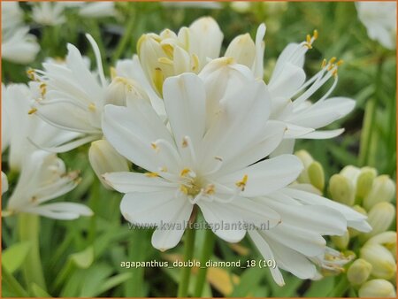 Agapanthus &#39;Double Diamond&#39;