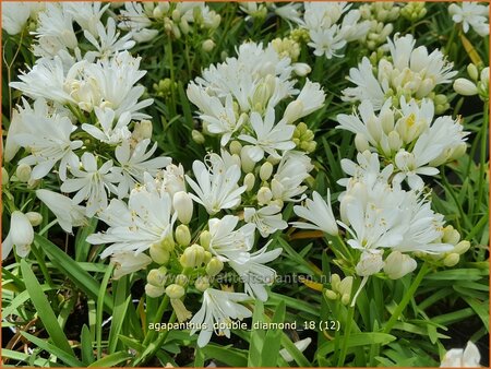 Agapanthus &#39;Double Diamond&#39;