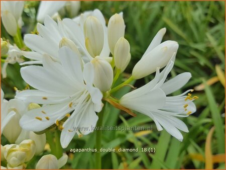 Agapanthus &#39;Double Diamond&#39;