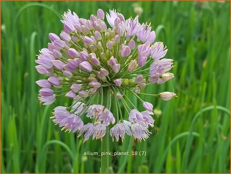 Allium &#39;Pink Planet&#39;