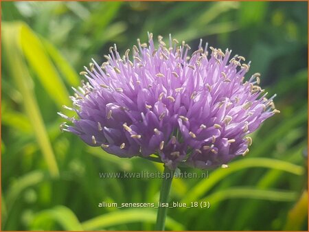 Allium senescens &#39;Lisa Blue&#39;