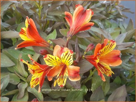 Alstroemeria 'Indian Summer'