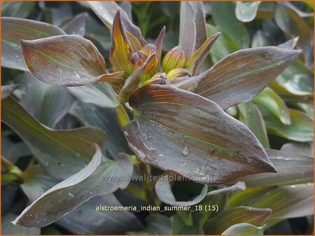 Alstroemeria &#39;Indian Summer&#39;