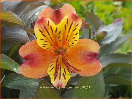 Alstroemeria 'Indian Summer'