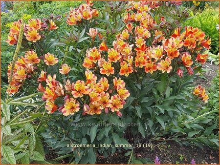 Alstroemeria 'Indian Summer'