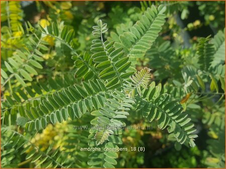 Amorpha canescens