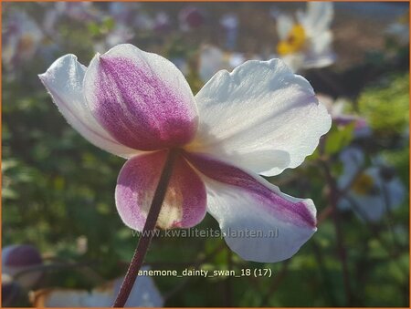 Anemone &#39;Dainty Swan&#39;