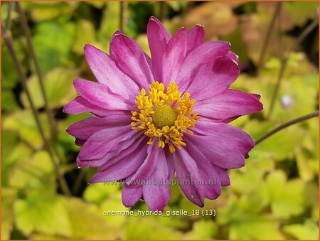 Anemone hybrida &#39;Giselle&#39;