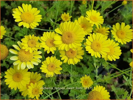 Anthemis hybrida &#39;Dwarf Form&#39;