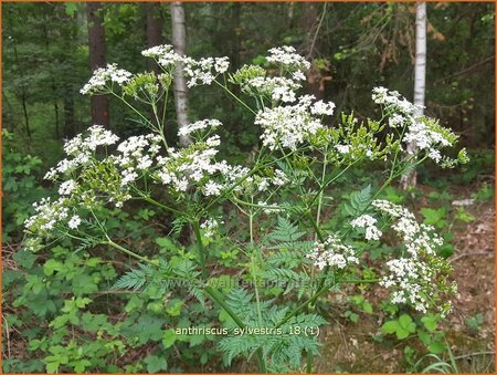 Anthriscus sylvestris