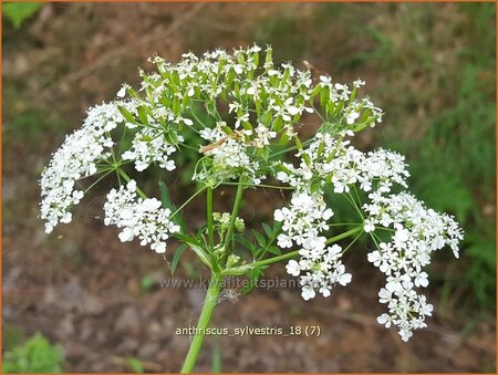 Anthriscus sylvestris