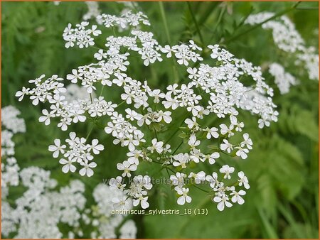 Anthriscus sylvestris