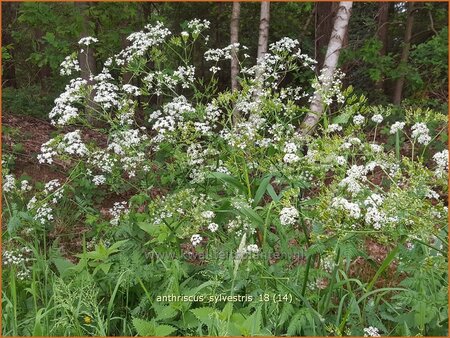 Anthriscus sylvestris