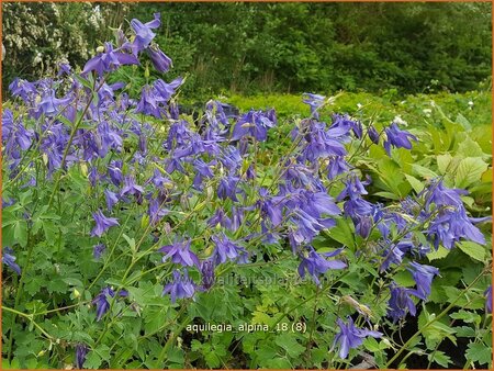Aquilegia alpina