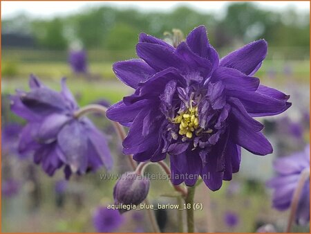Aquilegia 'Blue Barlow'
