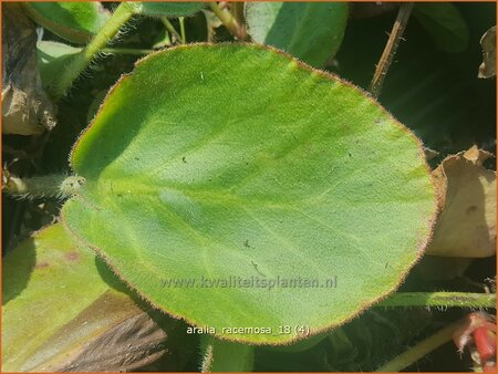 Aralia racemosa