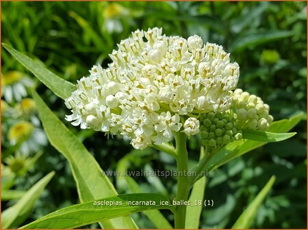 Asclepias incarnata 'Ice Ballet'