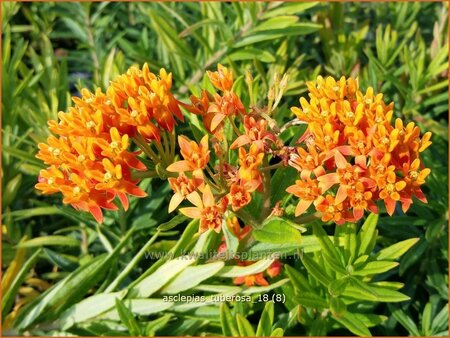 Asclepias tuberosa