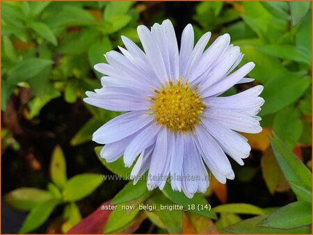 Aster novi-belgii &#39;Brigitte&#39;