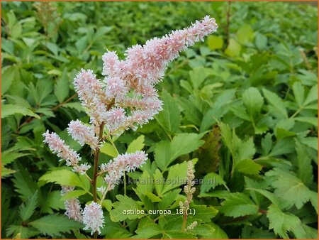Astilbe 'Europa'