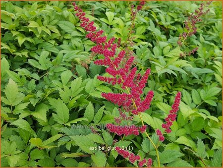 Astilbe 'Glut'