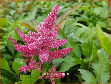 Astilbe 'Vesuvius'