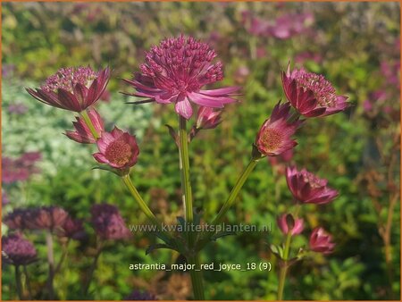 Astrantia major &#39;Red Joyce&#39;