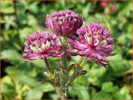 Astrantia major &#39;Star of Beauty&#39;