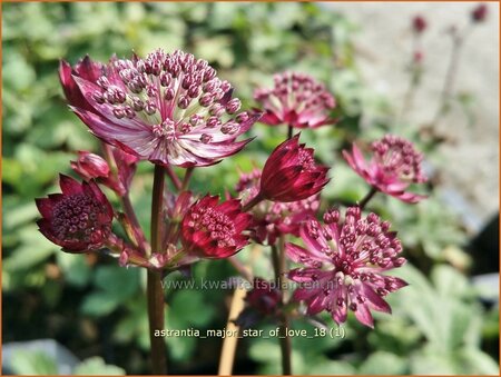 Astrantia major 'Star of Love'