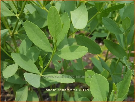 Baptisia sphaerocarpa