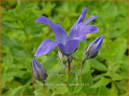 Campanula lactiflora 'Superba'