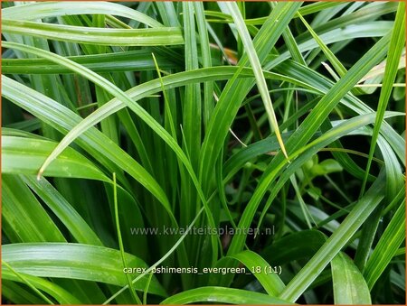Carex oshimensis 'Evergreen'