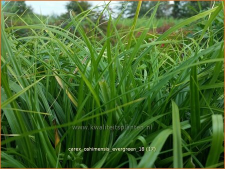 Carex oshimensis 'Evergreen'