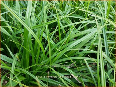 Carex oshimensis 'Evergreen'